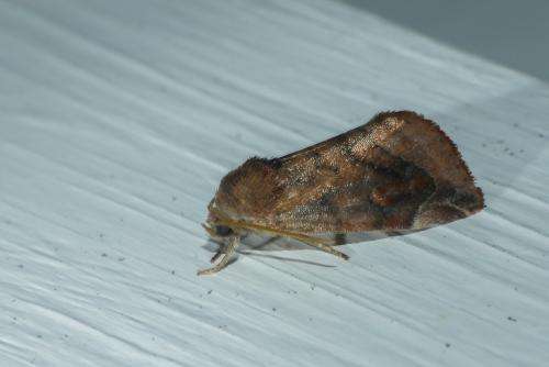 Réf. 234 351 : Cosmia pyralina